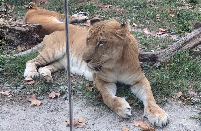 野生動物園玻璃破裂實為高溫導(dǎo)致，鋼化玻璃的高低溫試驗有多重要？